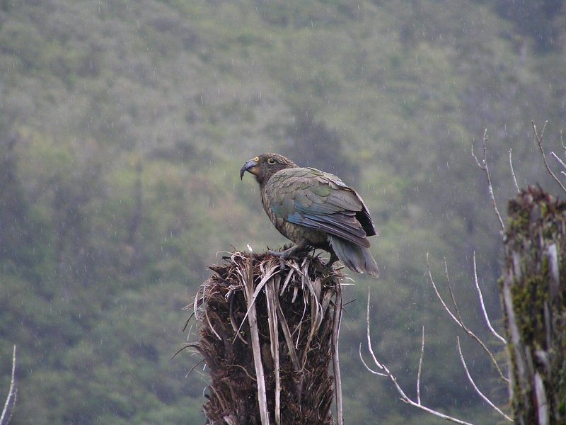 21 (38) Kea.jpg